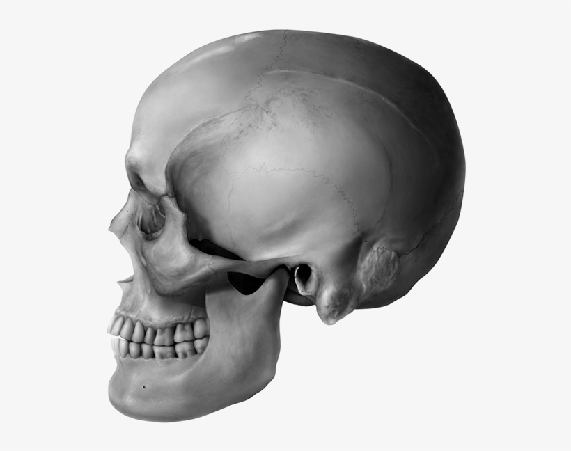 This Human Skull Illustration Of A Middle Aged Caucasian - Skull, transparent png