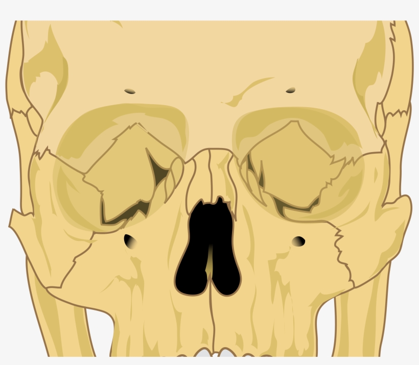 Big Image - Human Skull Diagram, transparent png