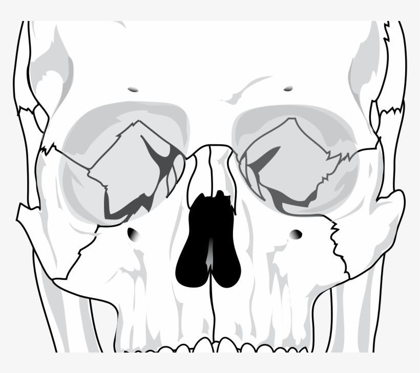 Human Skull Diagram, transparent png