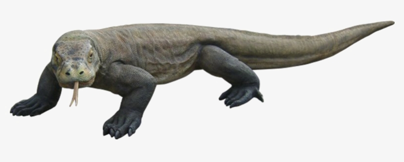 Komodo Dragon Png Hd - Le Dragon De Komodo Png, transparent png
