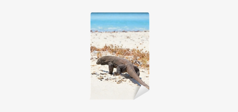 Komodo Dragon, transparent png