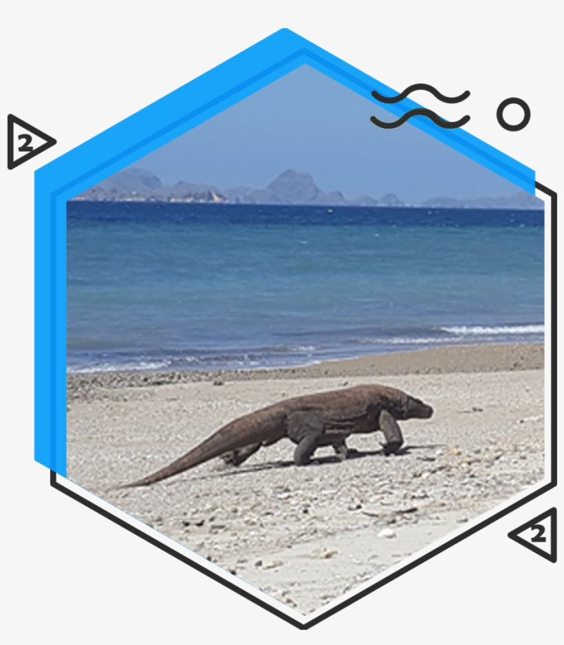 Komodo Large Dragon - Nr 17, transparent png