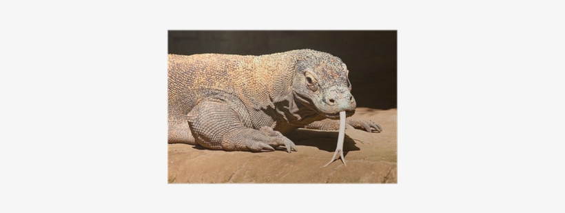 Komodo Dragon, transparent png