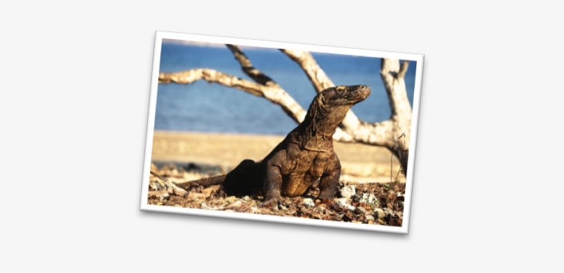 Ini Adalah Legenda Rakyat Mengenai Putri Naga Komodo - Dragon De Komodo, transparent png