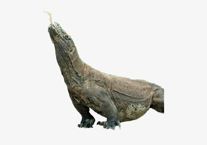 American Crocodile, transparent png