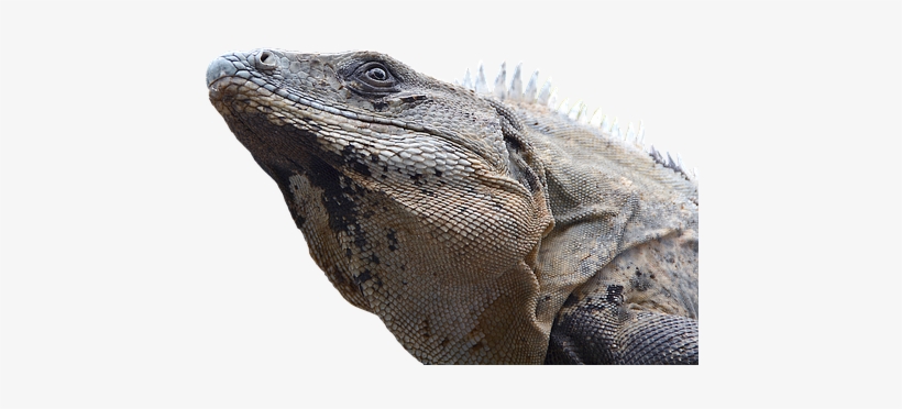 Iguana, Reptile, Lizard, Dragon, Monitor - African Iguana, transparent png
