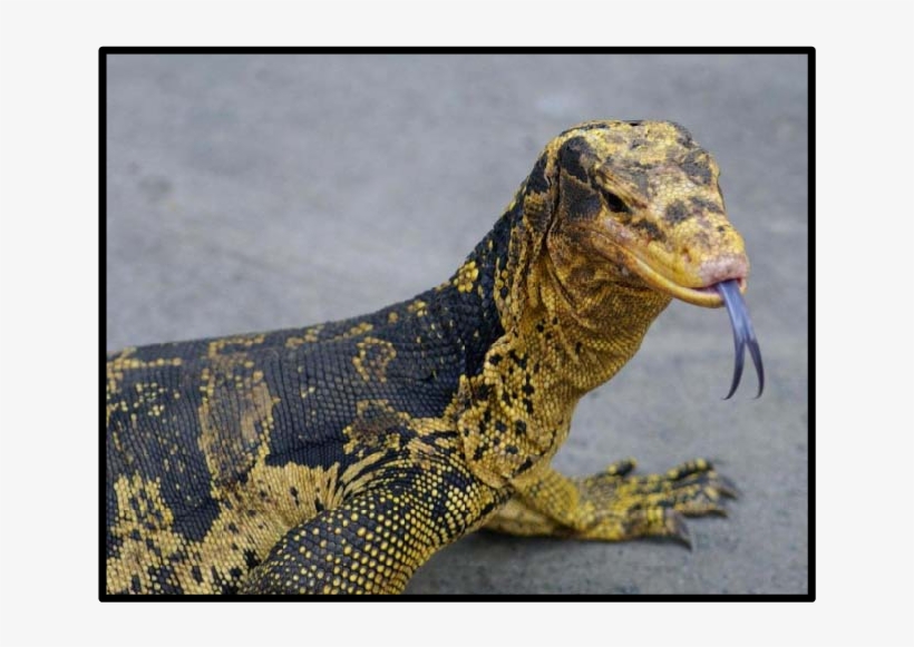 Due To Its Colorful Appearance Varanus C - Varanus Salvator, transparent png