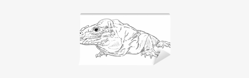 Komodo Dragon, transparent png