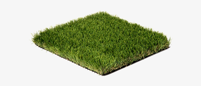 Introduction Grass Image - Vigor, transparent png