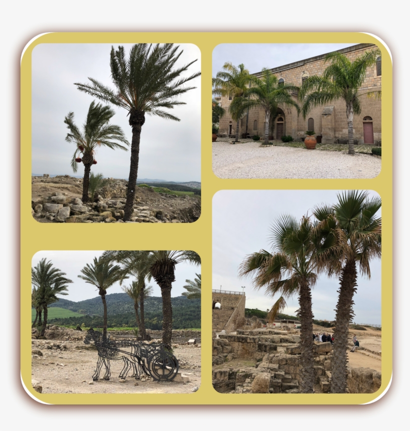 There Were So Many Beautiful Palm Trees In The Holy - Attalea Speciosa, transparent png