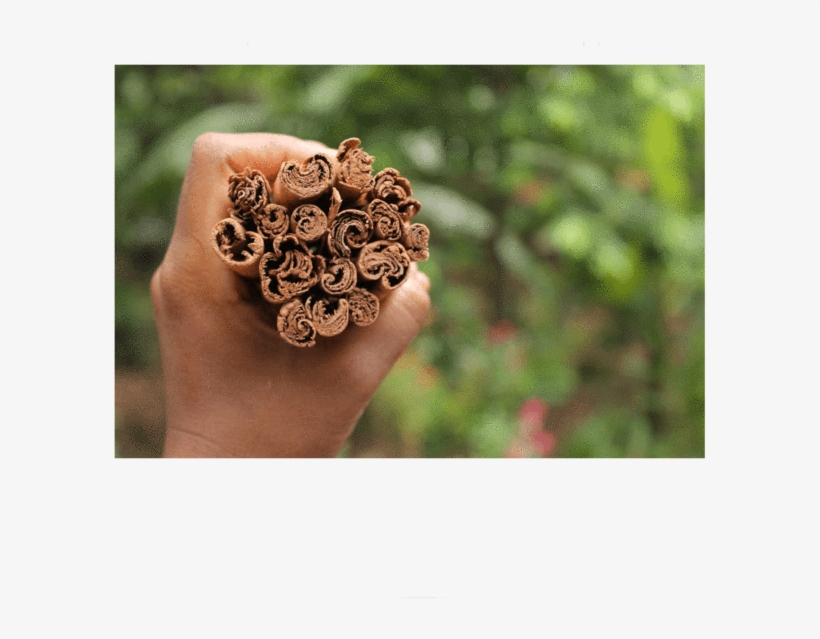Spice, transparent png
