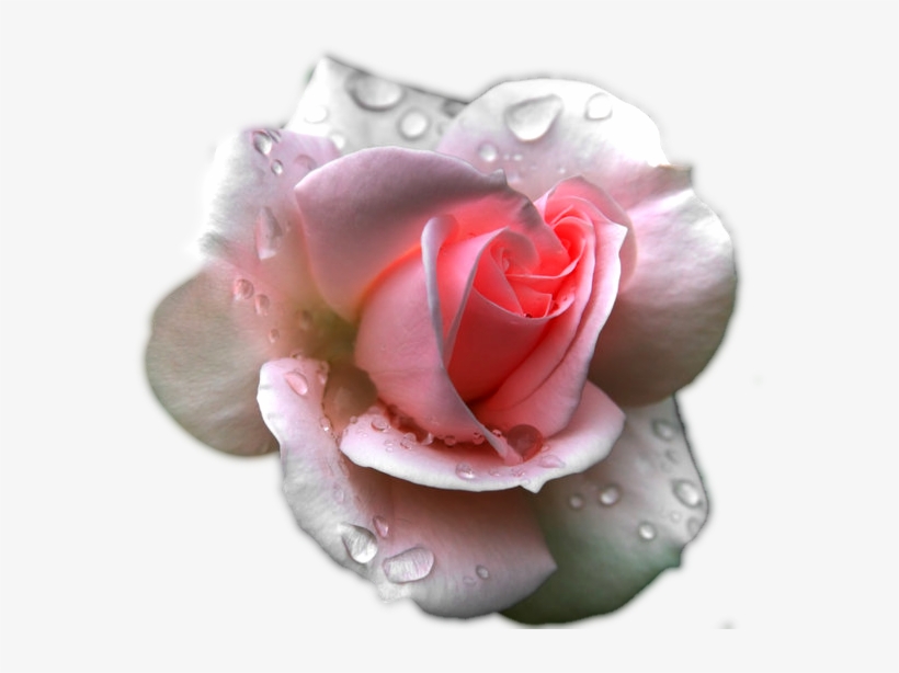 Image - Pink Rose In Rain, transparent png