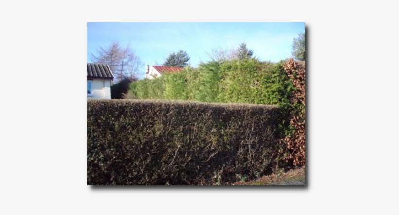 We Can Offer A Regular Service Or Even Just A One-off - Hedge, transparent png