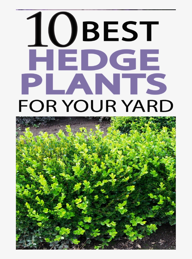 Check Out These Beautiful Hedge Plant Options - Hedge Plants, transparent png