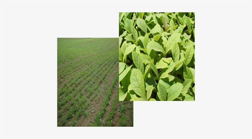 Welcome To Green Earth Developers - Green Earth, transparent png