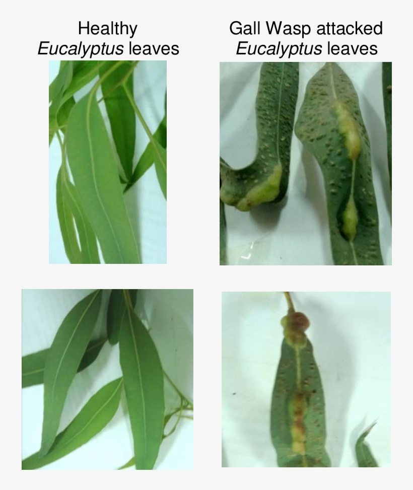 Eucalyptus Camaldulensis Leaves - Leptocybe Invasa, transparent png