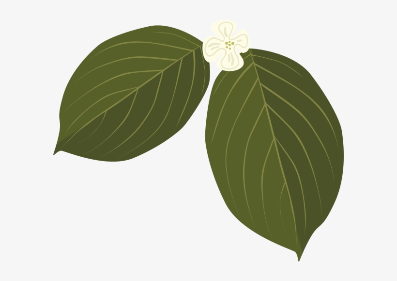 Dogwood - Flowering Dogwood, transparent png