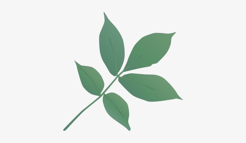 Ian Symbol Carya Ovata Leaves - Bay Laurel, transparent png
