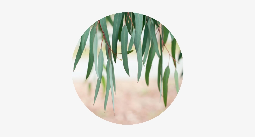 Eucalyptus Leaves - Eucalyptus Tree Tencel, transparent png