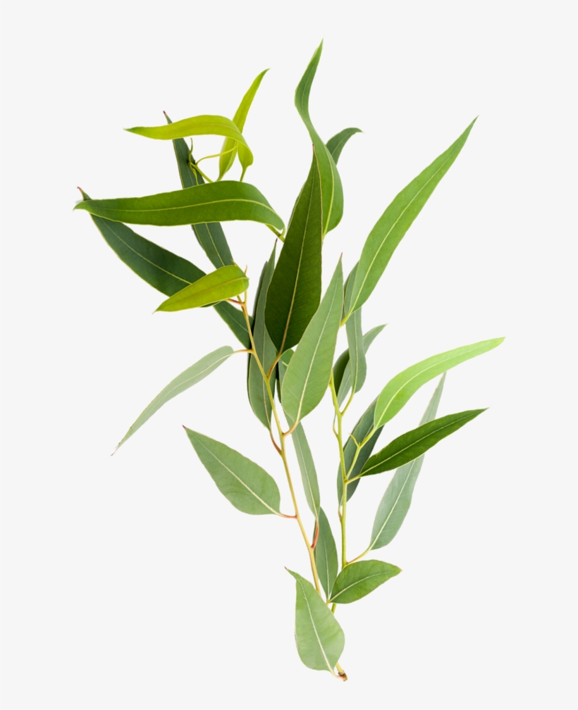 Arborcarbon Services, transparent png