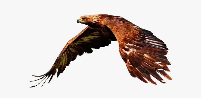 Soaring Eagle Png - Bird Of Prey Flying Animal Nature 24x18 Print Poster, transparent png