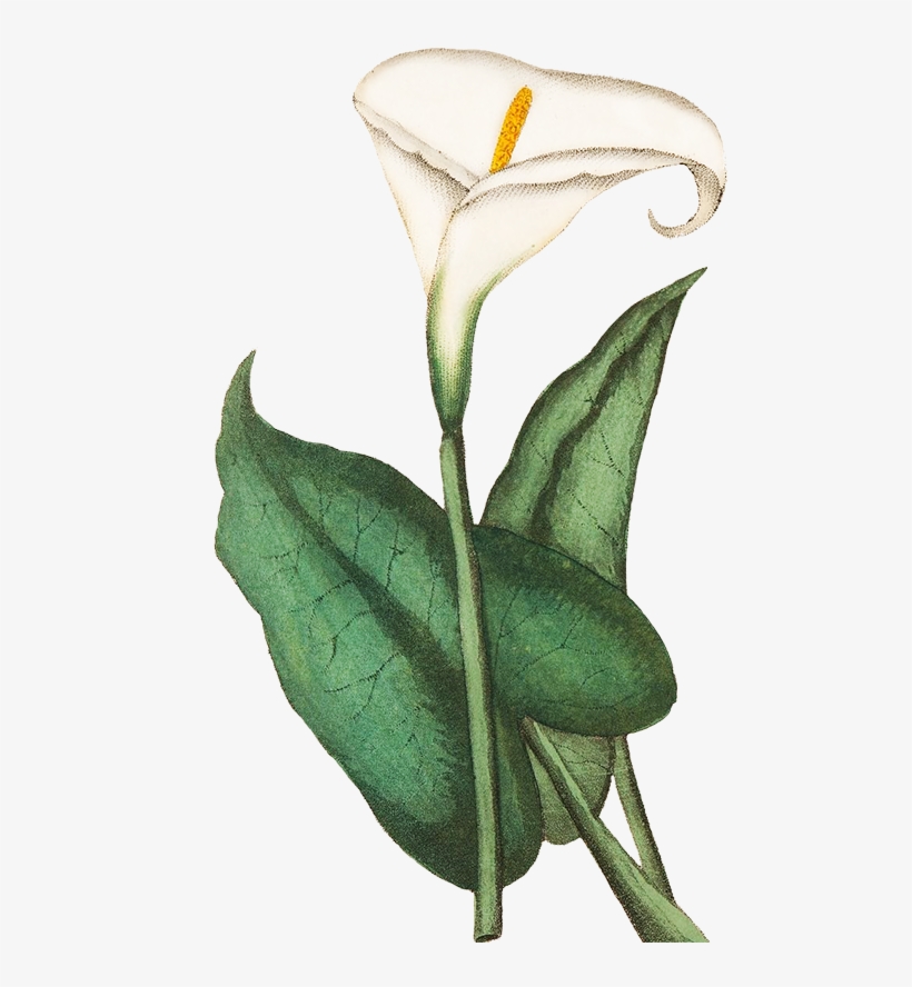 Blue Floral Clipart, Calla - Green Flowers In Transparent, transparent png