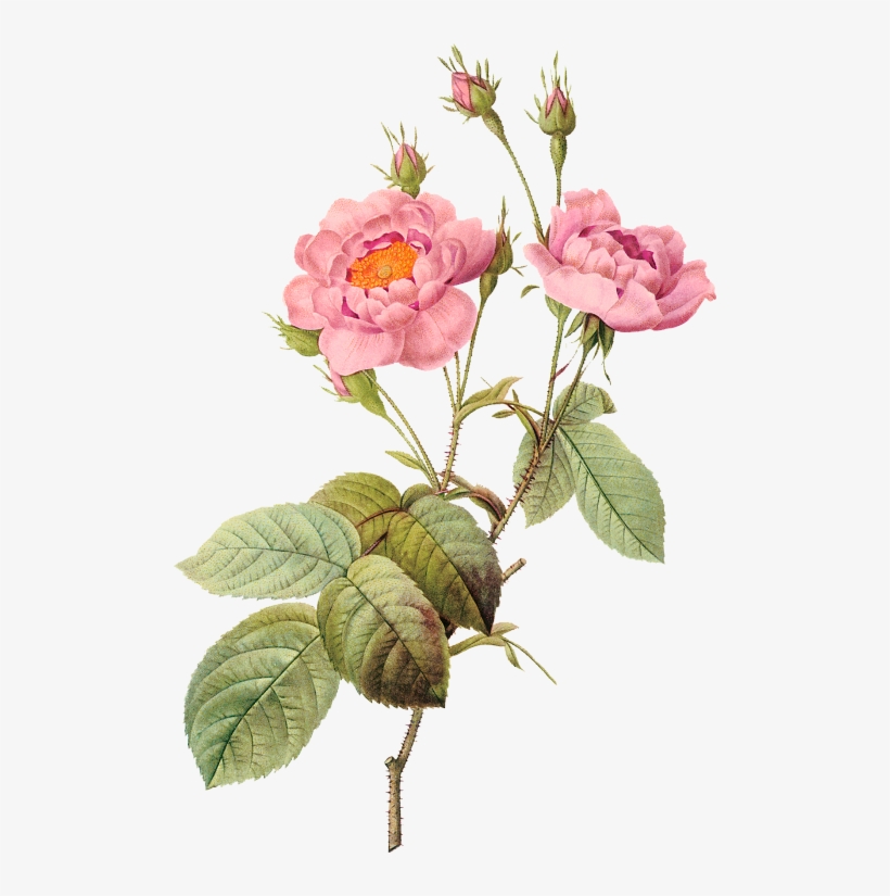Flower Illustration By Pierre-joseph Redoute - Pierre Joseph Redoute Png, transparent png