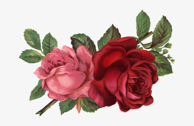 Vintage Flower Illustration Png - Old Rose Informant By Brent C Dickerson, transparent png