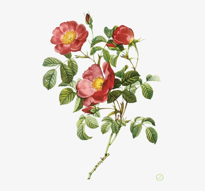 Flower Illustration By Pierre-joseph Redoute - Pierre Joseph Redoute Flowers, transparent png