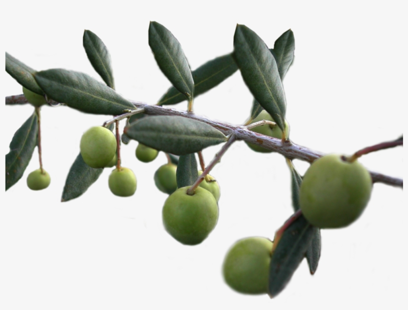 Olive Branch, V - Olive Png, transparent png
