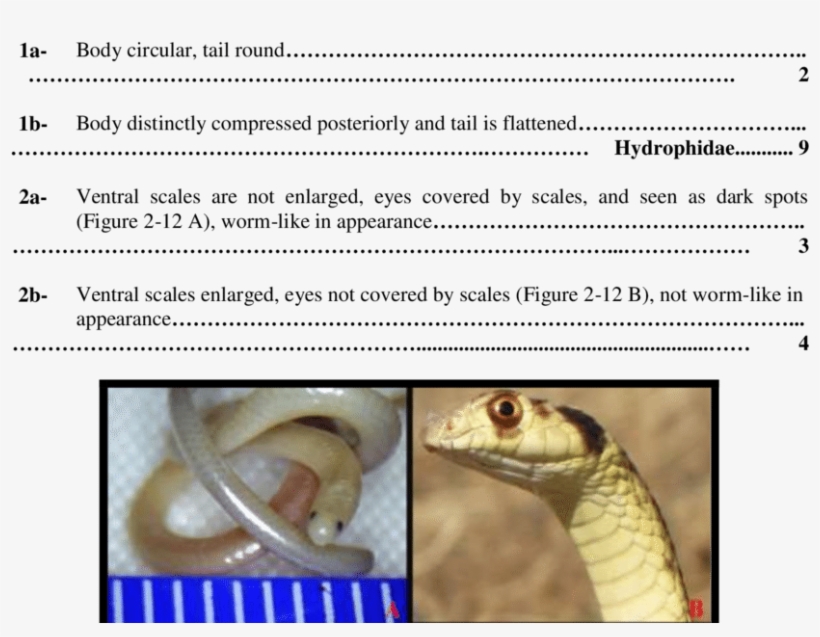 Differentiation Between Body Circular, Tail Rounded - Snakes, transparent png