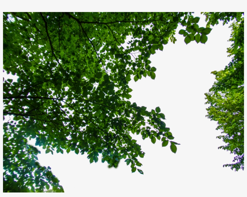 Branches, Ph, Islands, Texture, Plants, Island, Eggplant - Tree Branches Png Hanging, transparent png