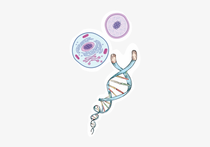 Vitaliv Telomere Photo, transparent png