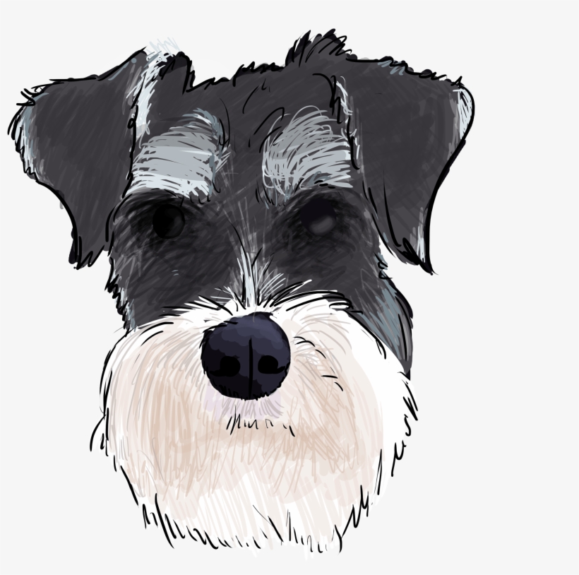 5 Why Are You A Schnauzer - Schnauzer Transparent, transparent png