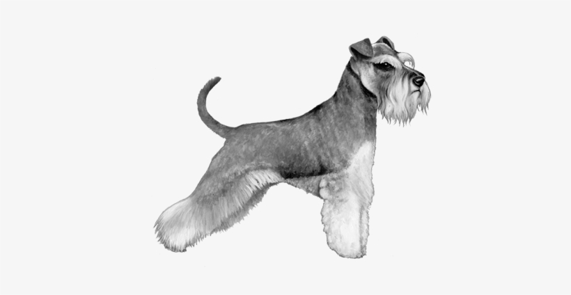 Miniature Schnauzer - B&w - Miniature Schnauzer Png, transparent png