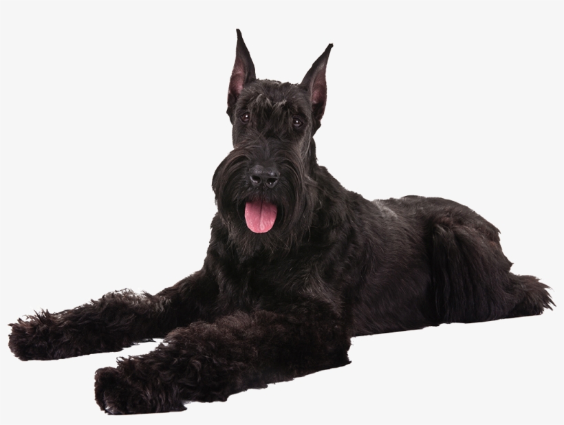 Giant Schnauzer - Black Giant Schnauzer, transparent png