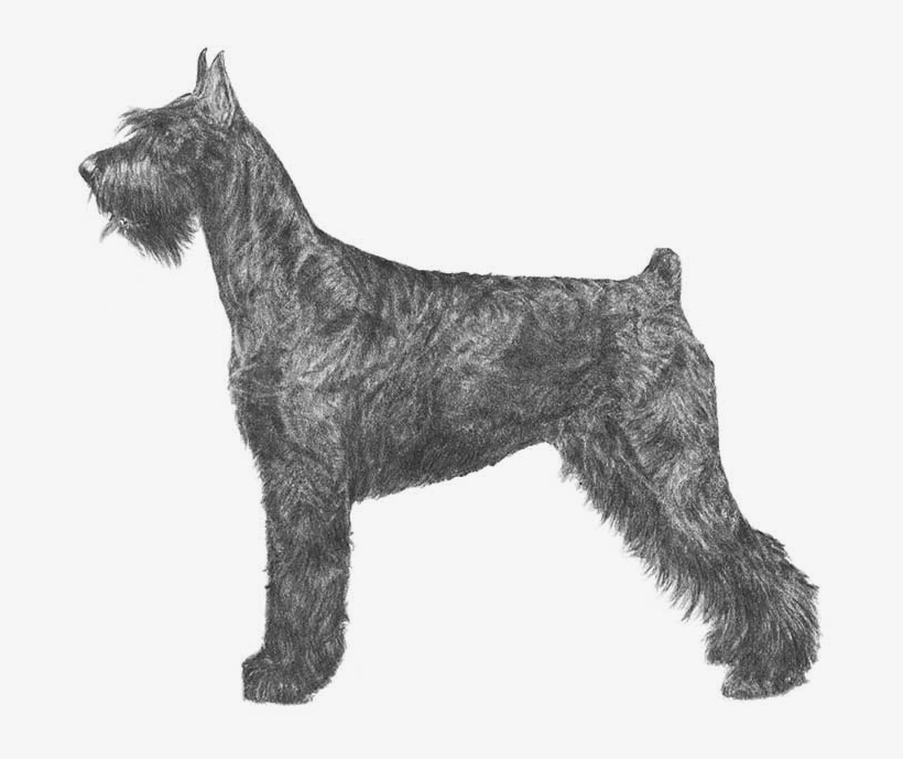 Giant Schnauzer Cousin Breed - Akc Giant Schnauzer, transparent png