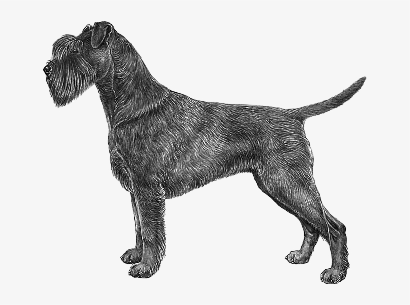 Schnauzer, Giant - Allevamento Del Caro Diavolo, transparent png