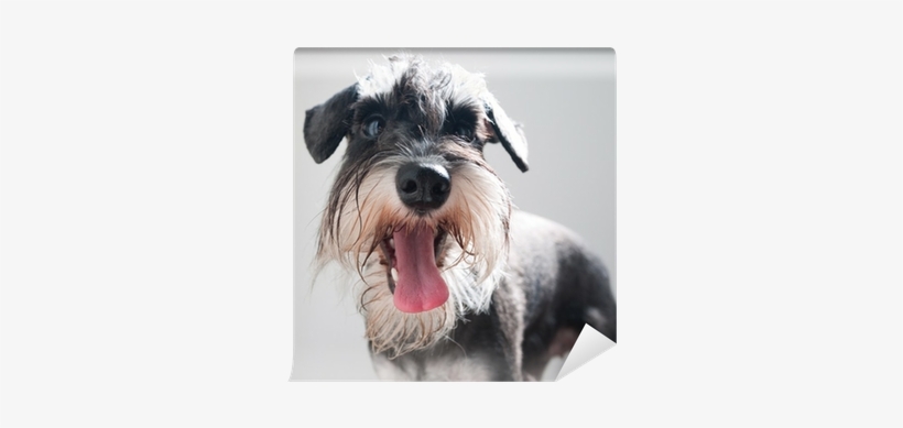 Miniature Schnauzer, transparent png