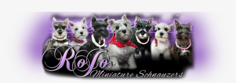 Image001 - Miniature Schnauzer, transparent png