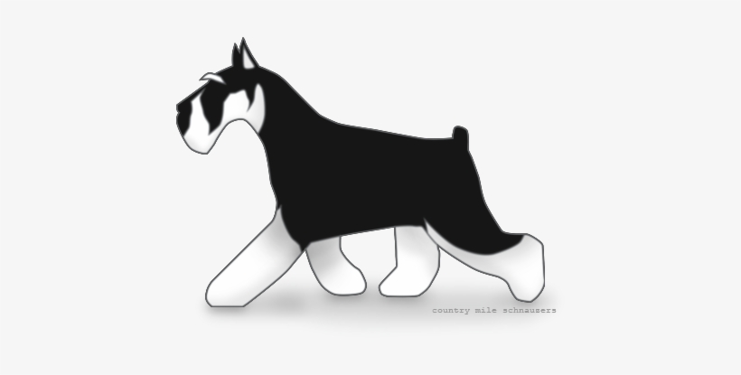 Picture - Standard Schnauzer, transparent png