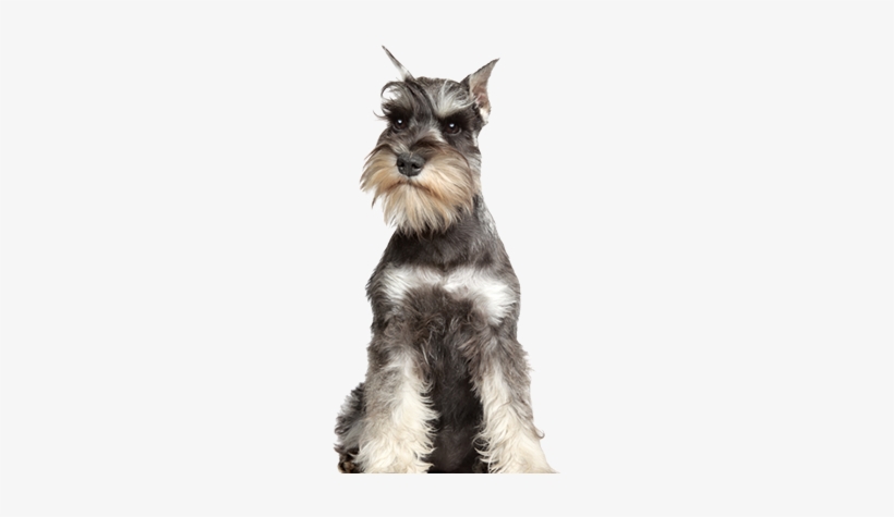 Recommended For Dog Breeds - Miniature Schnauzers. The Ultimate Miniature Or Mini, transparent png