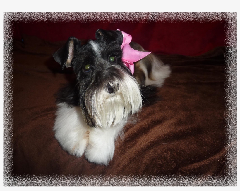 New Puppies Have Arrived - Schnauzer, transparent png