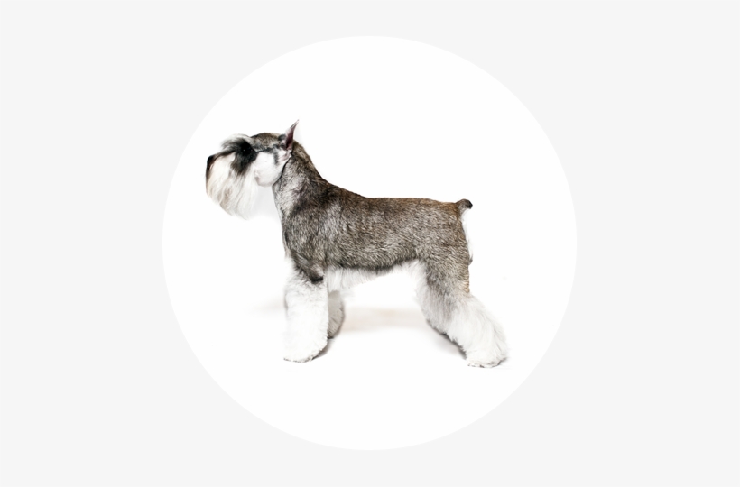 Miniature Schnauzer - Standard Schnauzer, transparent png