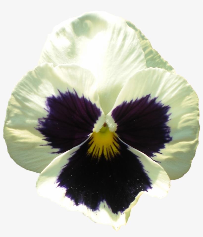 Pansy Flower 1 - Pansy, transparent png