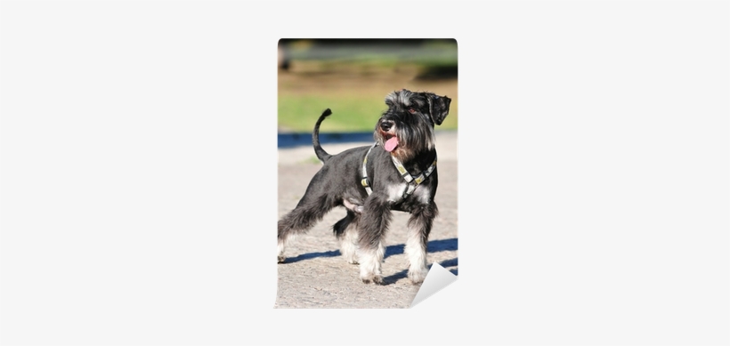 Zwergschnauzer Kaufen, transparent png