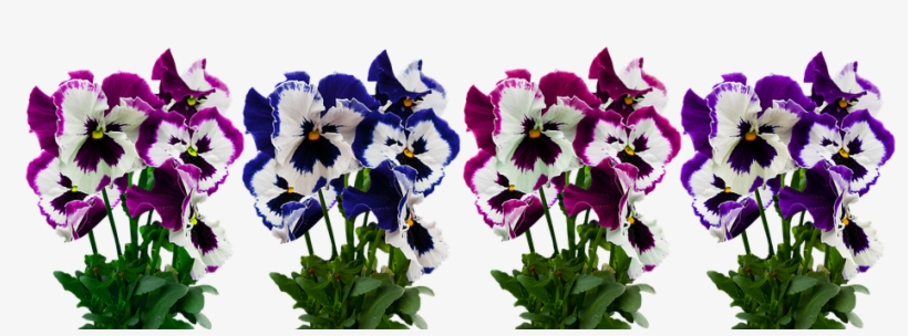 Flowers, Plant, Isolated, Pansy, Blossom, Bloom, Spring - Pansy Blossom, transparent png