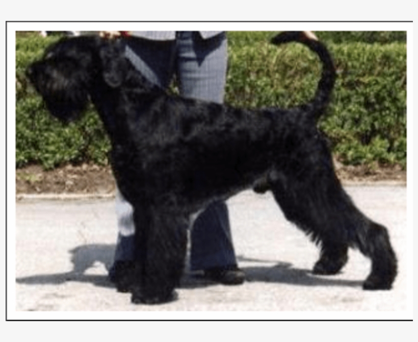 Welsh Terrier, transparent png