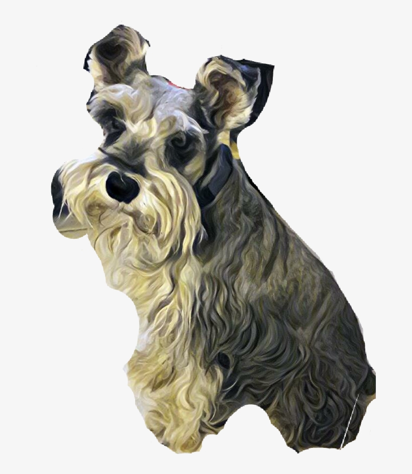 Report Abuse - Standard Schnauzer, transparent png