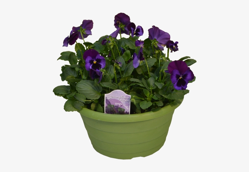 Scrumptious Pansies - Pansy, transparent png